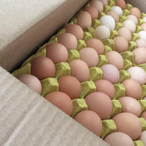 农村生态散养殖土鸡蛋