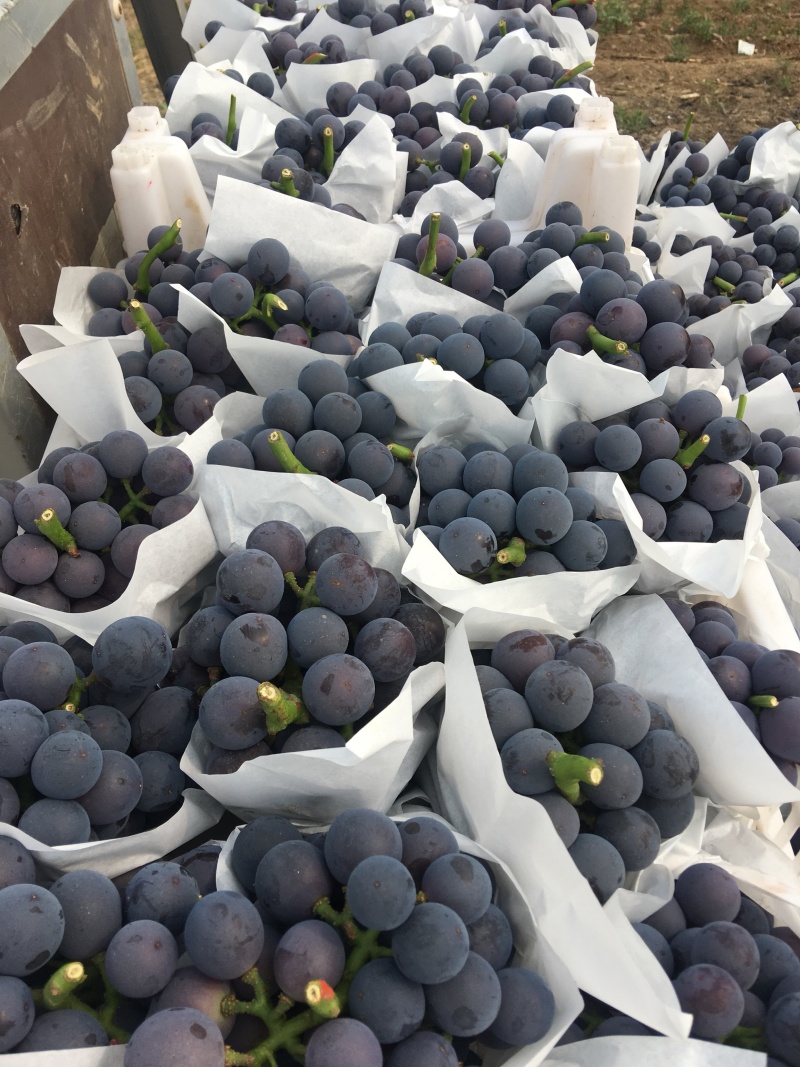 【夏黑葡萄】河北葡萄藤稔葡萄大量上市中一手好货