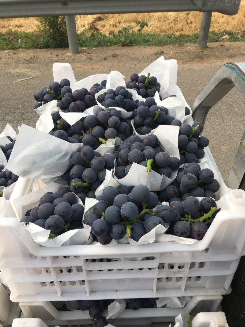 【夏黑葡萄】河北葡萄藤稔葡萄大量上市中一手好货