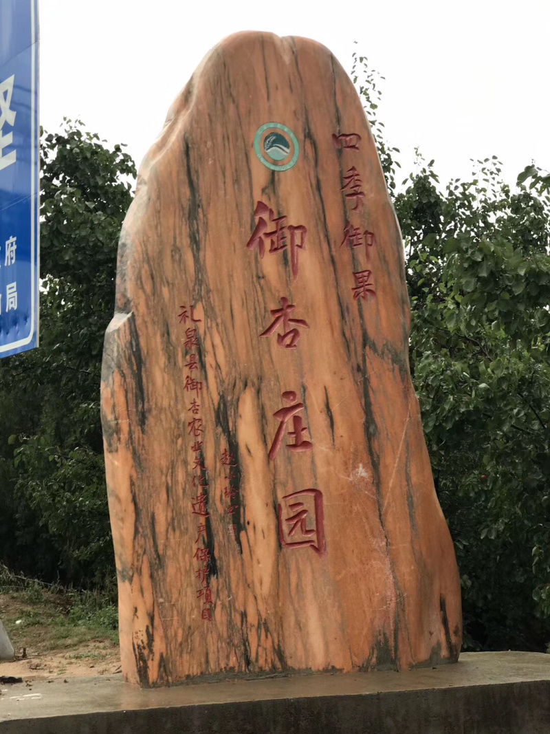 梅杏树苗，御杏树苗，陕西杏树苗