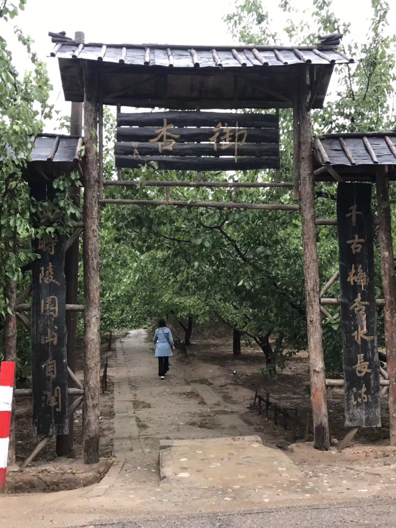 梅杏树苗，御杏树苗，陕西杏树苗