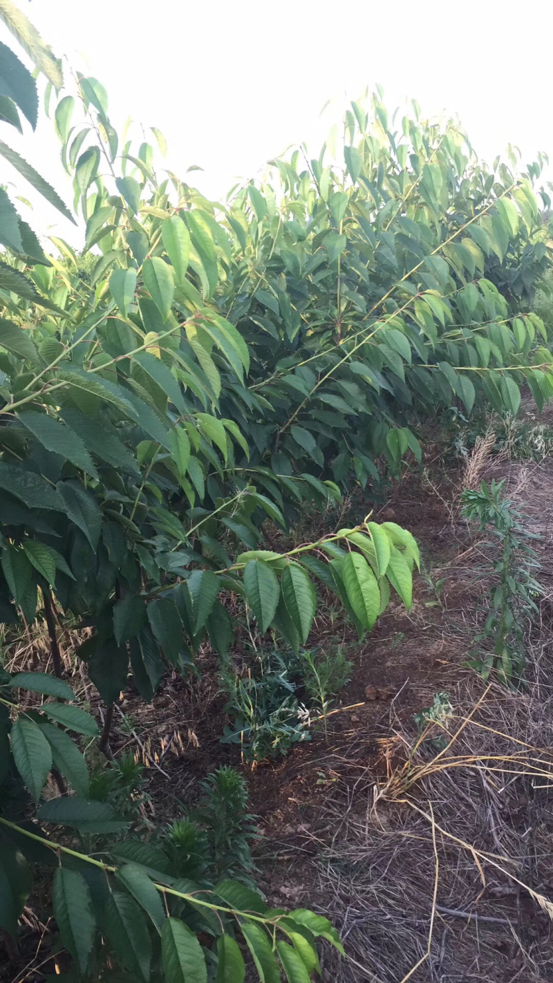 俄罗斯8号樱桃树苗2年树吉塞拉6号