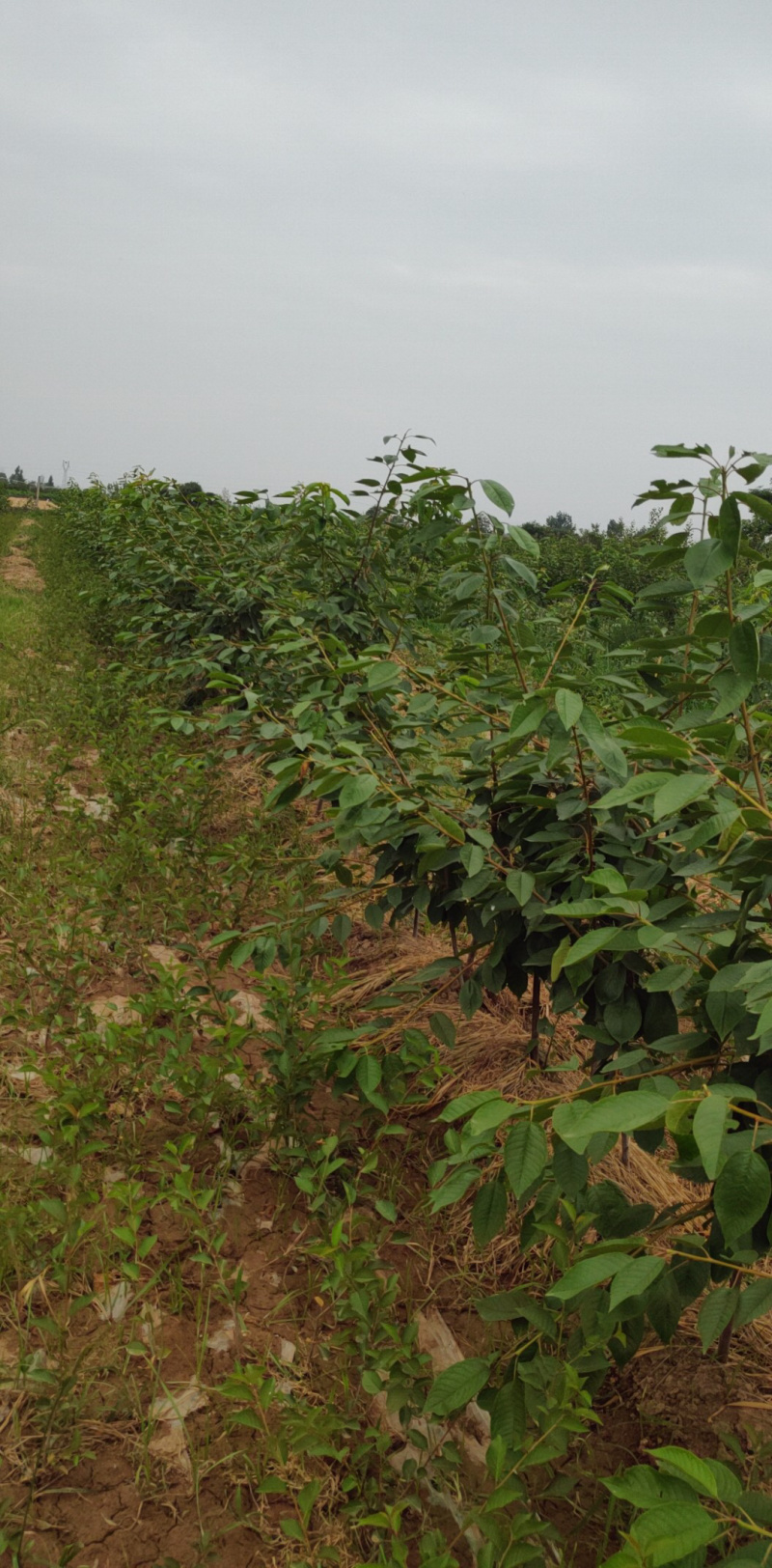 俄罗斯8号樱桃树苗2年树吉塞拉6号