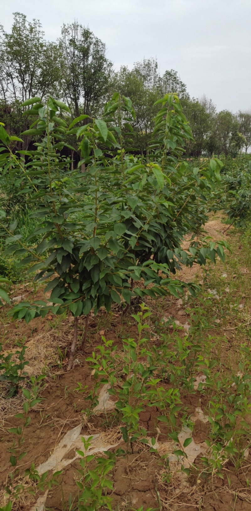 俄罗斯8号樱桃树苗2年树吉塞拉6号