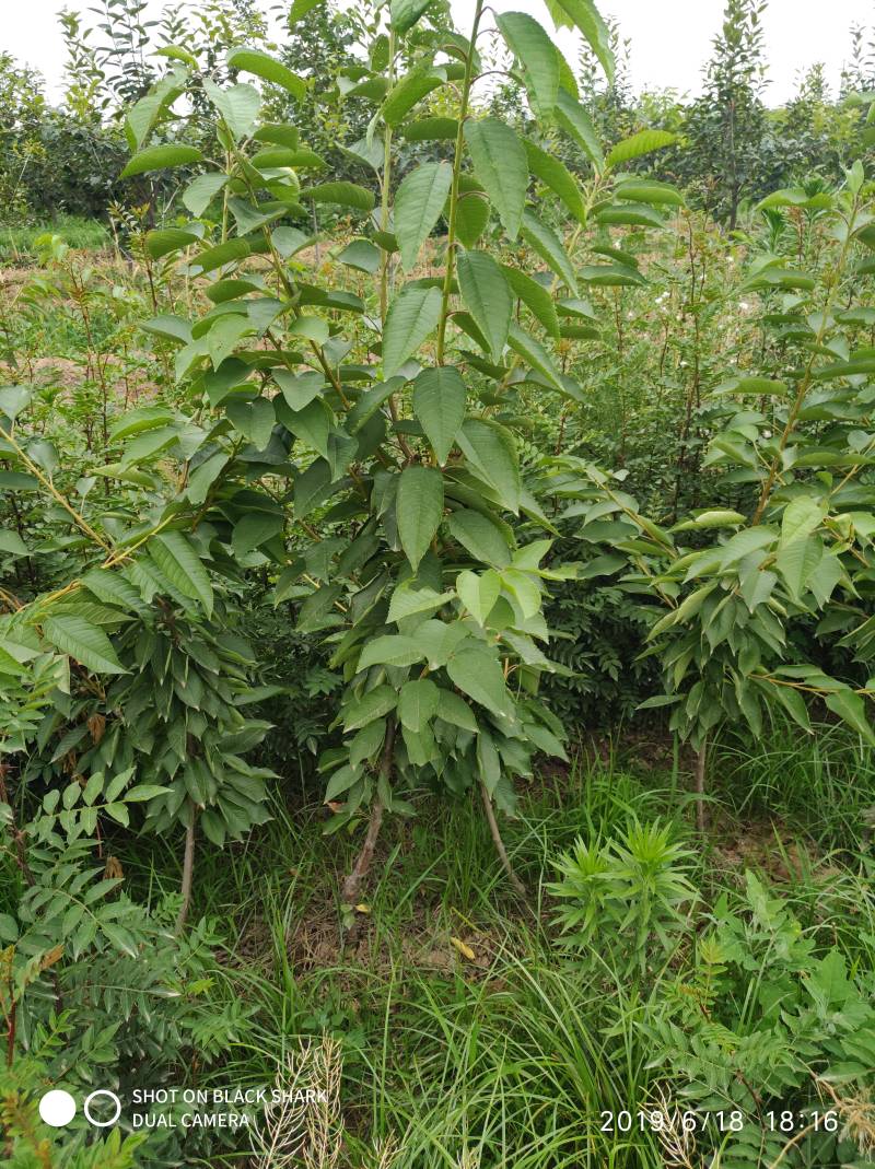 俄罗斯8号樱桃树苗2年树吉塞拉6号