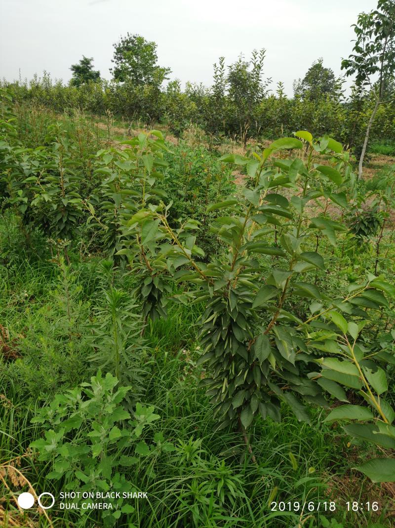 俄罗斯8号樱桃树苗2年树吉塞拉6号