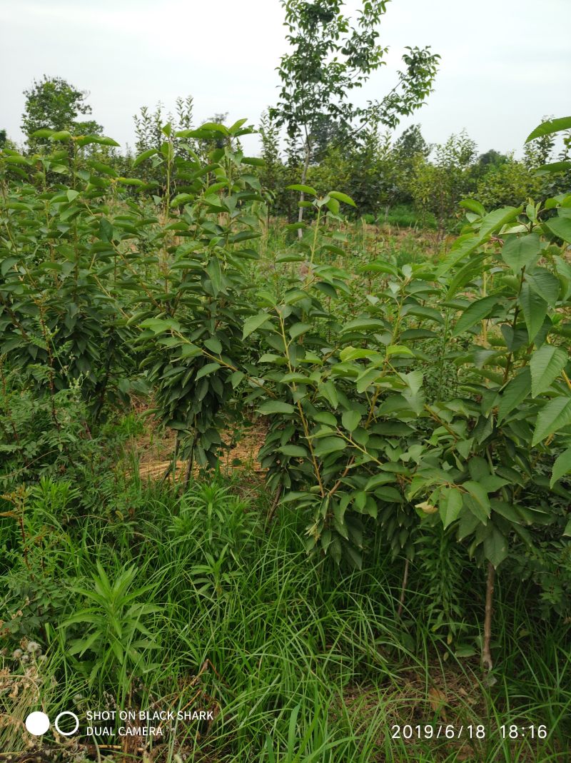 俄罗斯8号樱桃树苗2年树吉塞拉6号