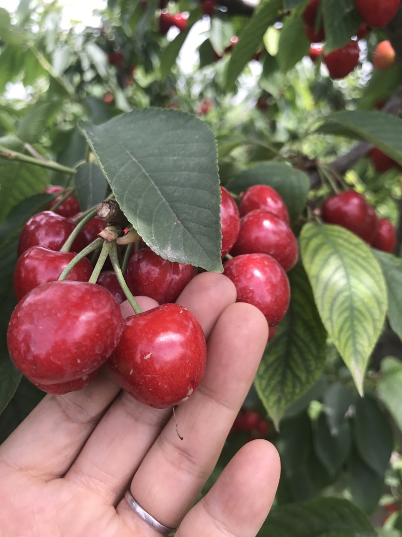 一年樱桃树苗吉6砧木萨米脱树苗车厘子苗