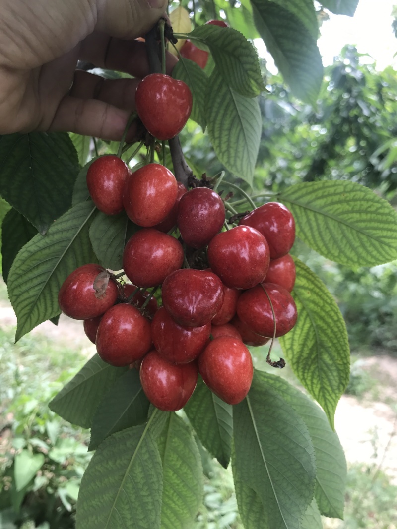 一年樱桃树苗吉6砧木萨米脱树苗车厘子苗
