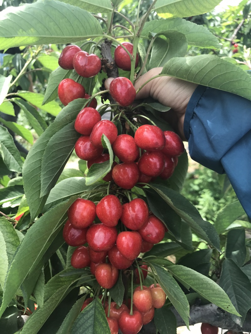 一年樱桃树苗吉6砧木萨米脱树苗车厘子苗