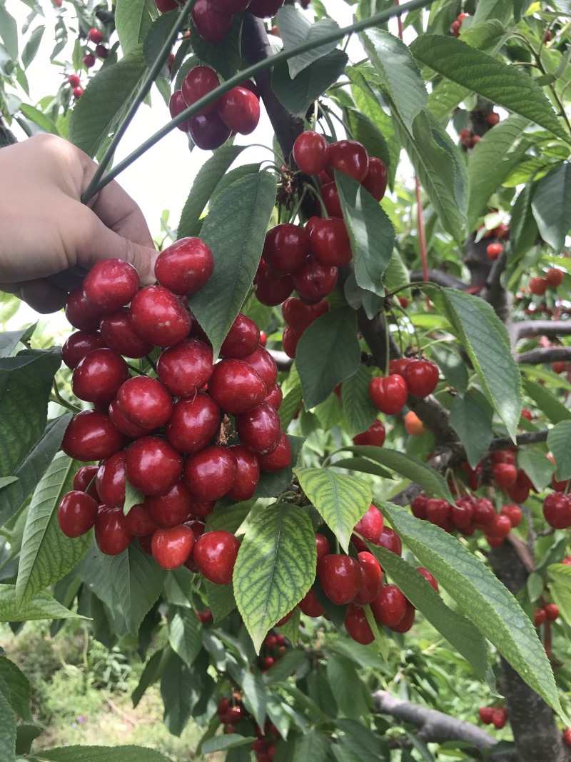 一年樱桃树苗吉6砧木萨米脱树苗车厘子苗