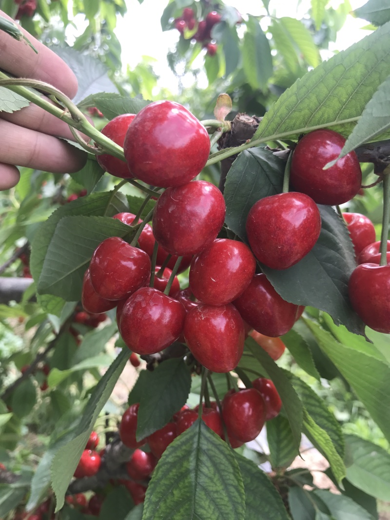 一年樱桃树苗吉6砧木萨米脱树苗车厘子苗