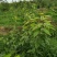 一年樱桃树苗吉6砧木萨米脱树苗车厘子苗