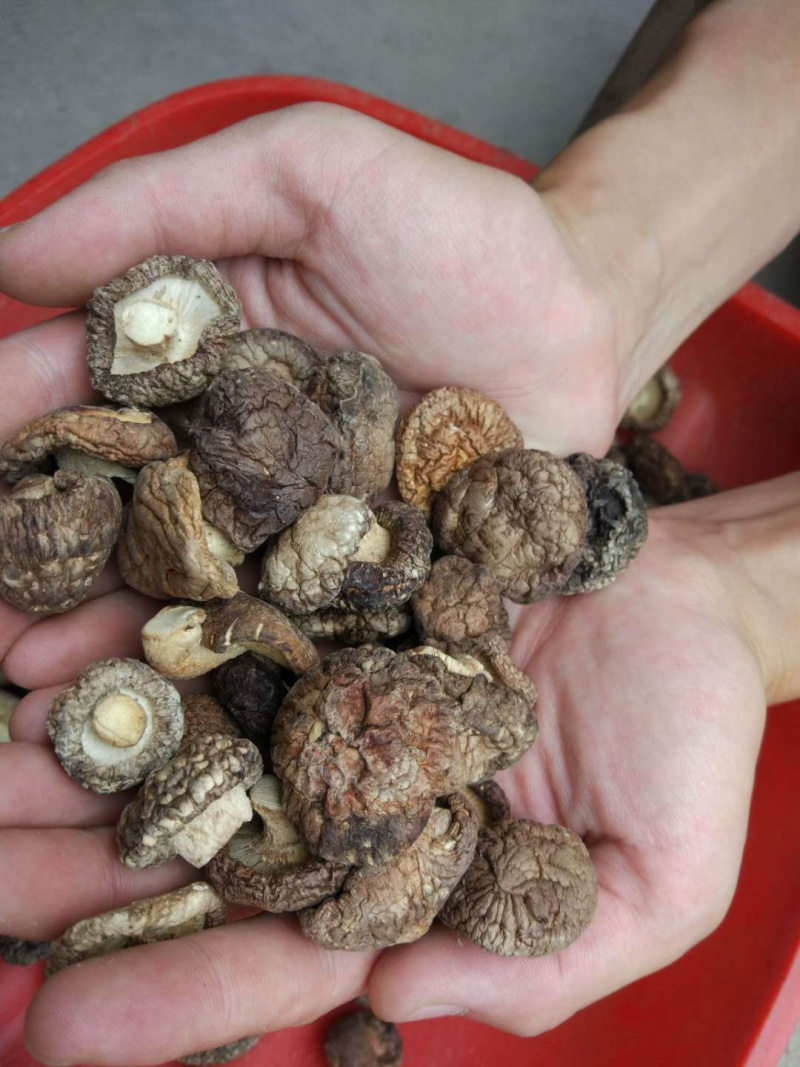 小菇丁