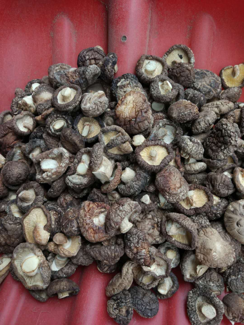 小菇丁