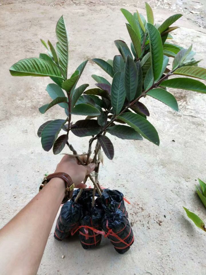 西瓜芭乐苗西瓜芭乐苗两年苗