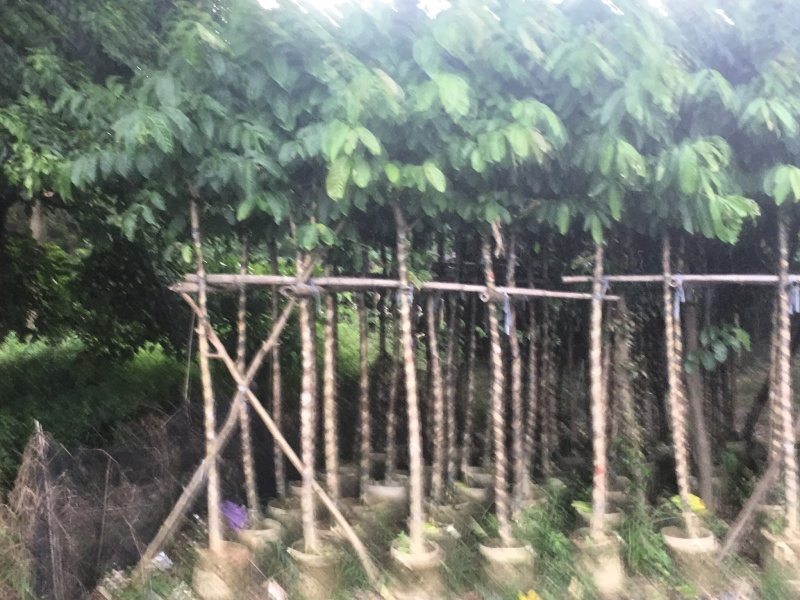 紫微