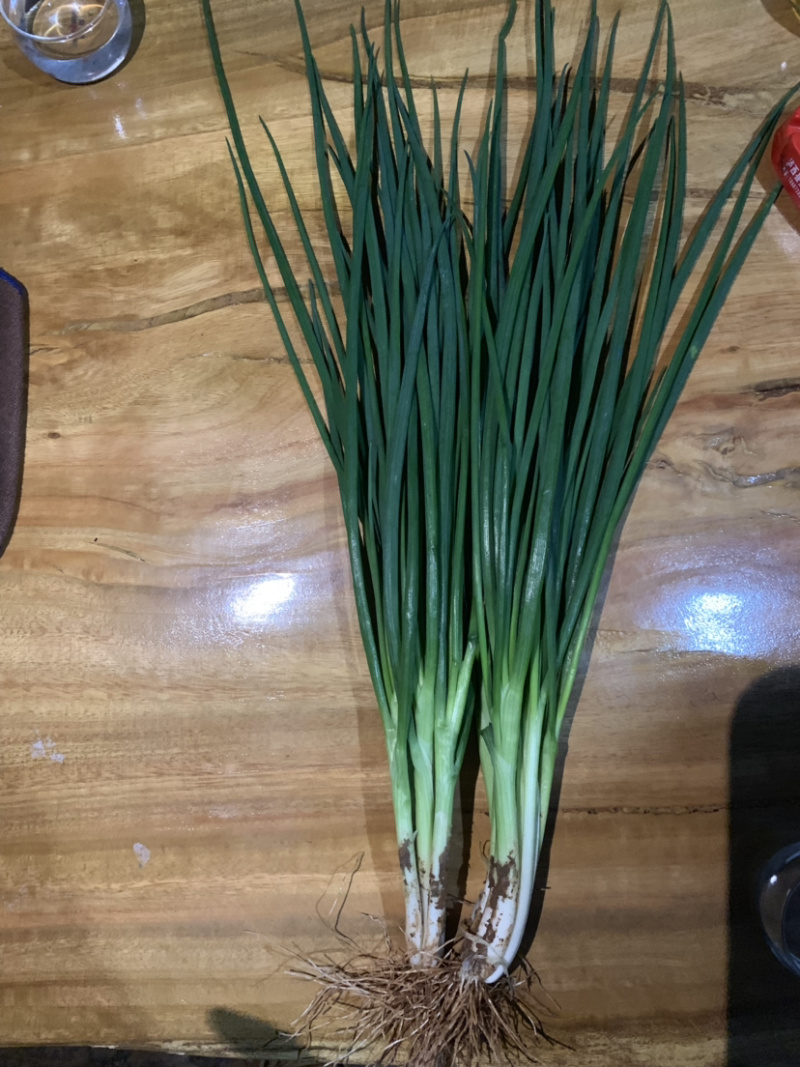 黑葱大批量