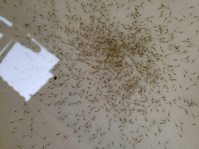优质南美白对虾苗