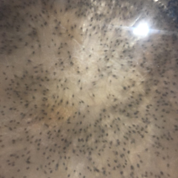 优质南美白对虾苗