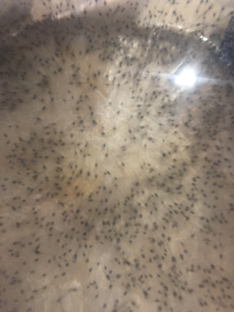 优质南美白对虾苗