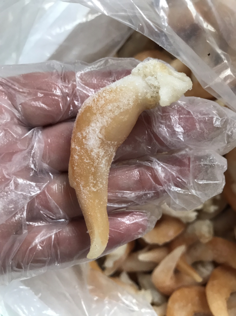 长岛特产大鸟贝