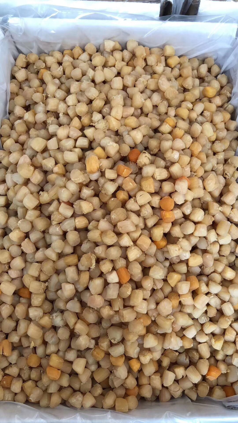 大粒扇贝丁