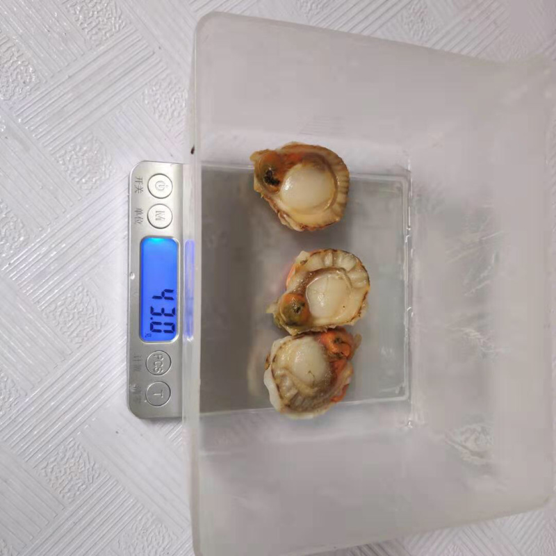 鲜冻扇贝肉皇冠贝毛贝元贝肉冷冻扇贝肉2斤/包10包/件