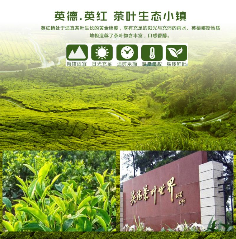 英德红茶之乡英红九号欢迎选购
