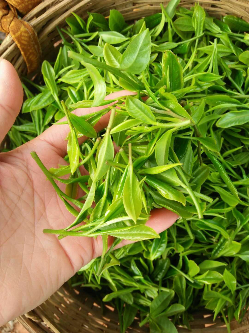 英德红茶之乡英红九号欢迎选购