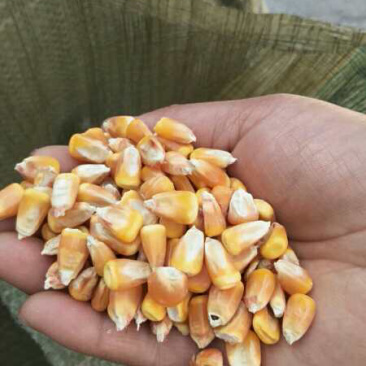西北玉米批发量大货源充足全国发货质量保证