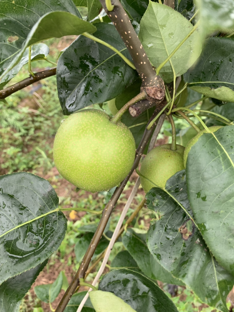 翠冠梨大量有货，糖度现在11，需要的老板请联系我