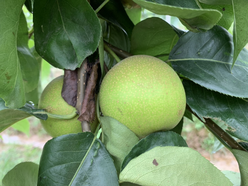 翠冠梨大量有货，糖度现在11，需要的老板请联系我