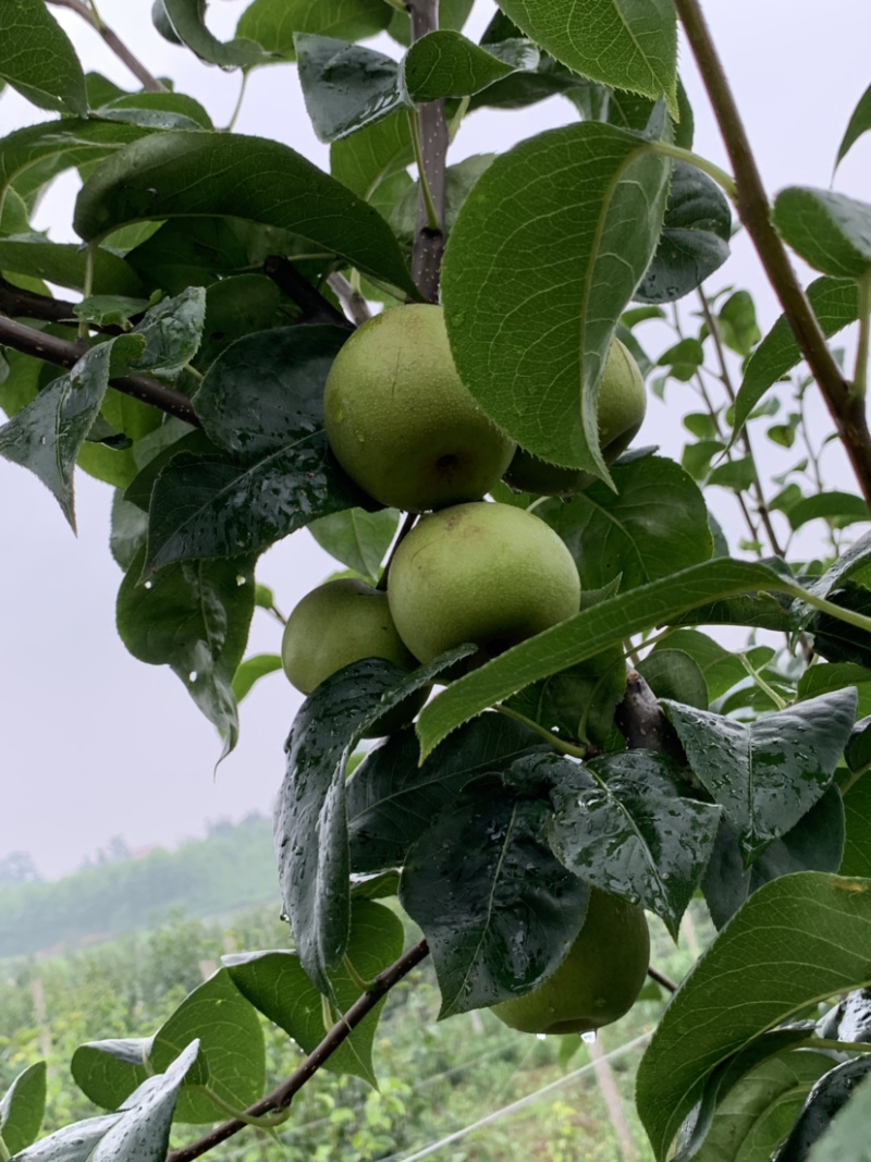 翠冠梨大量有货，糖度现在11，需要的老板请联系我