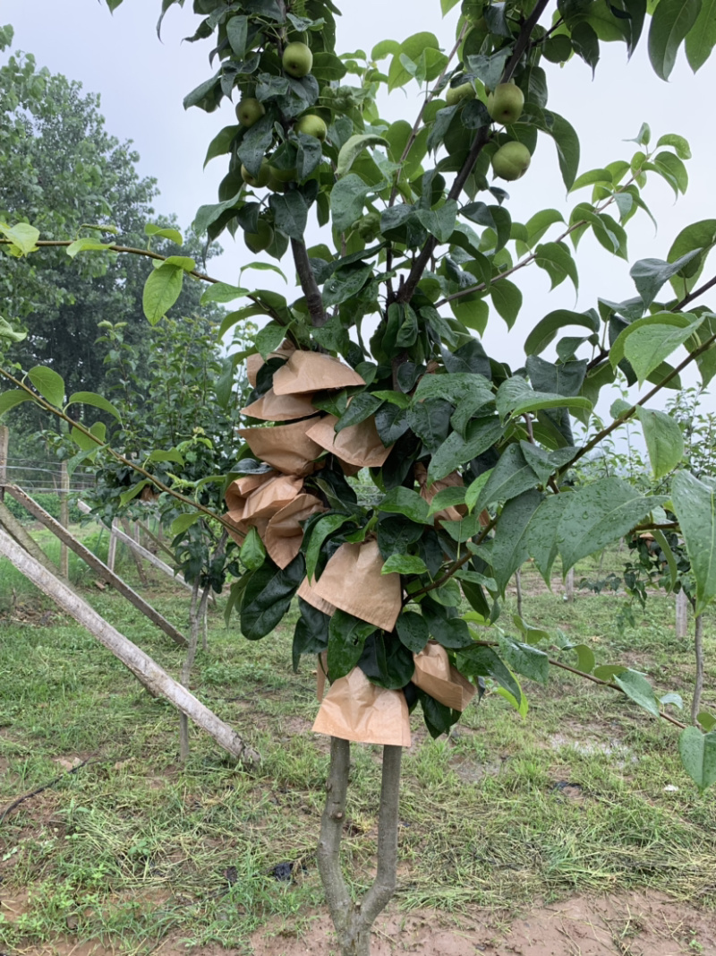 翠冠梨大量有货，糖度现在11，需要的老板请联系我