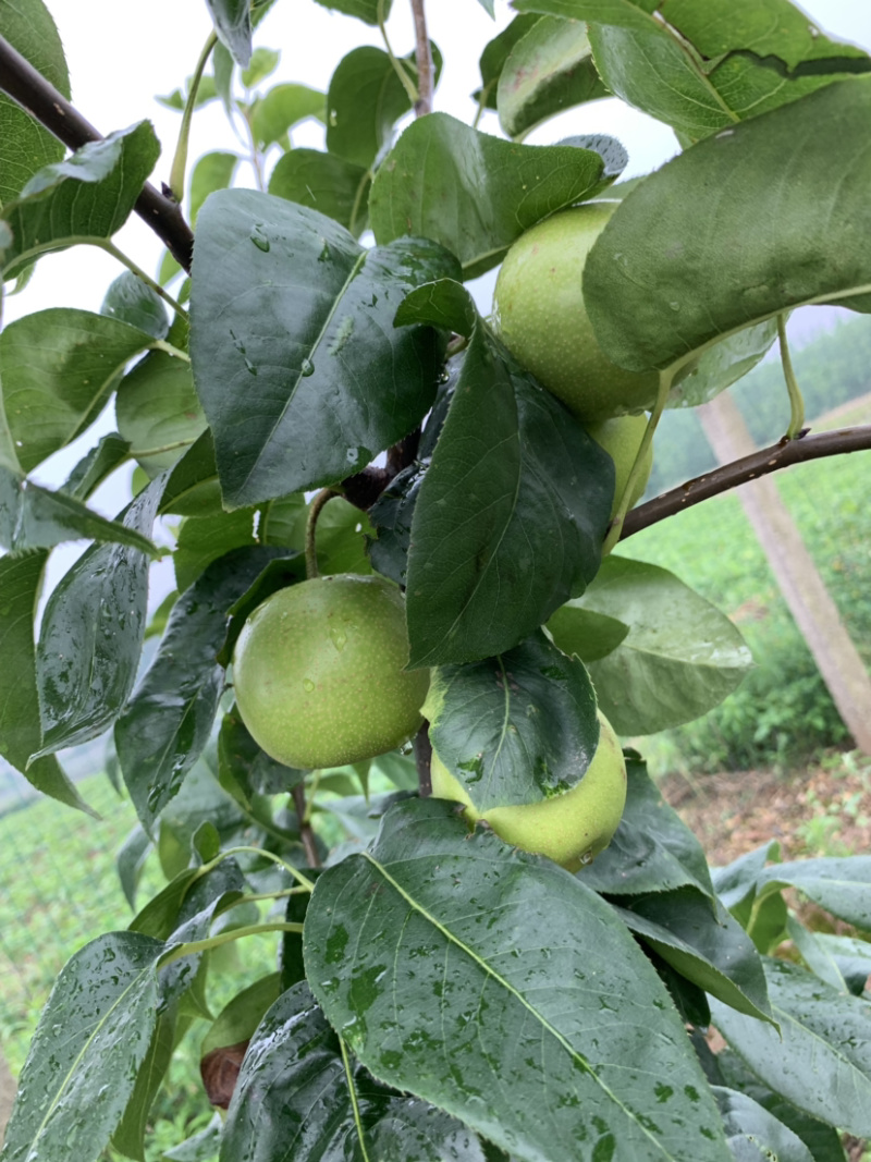 翠冠梨大量有货，糖度现在11，需要的老板请联系我