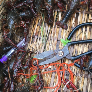 龙虾，自家养殖的龙虾，