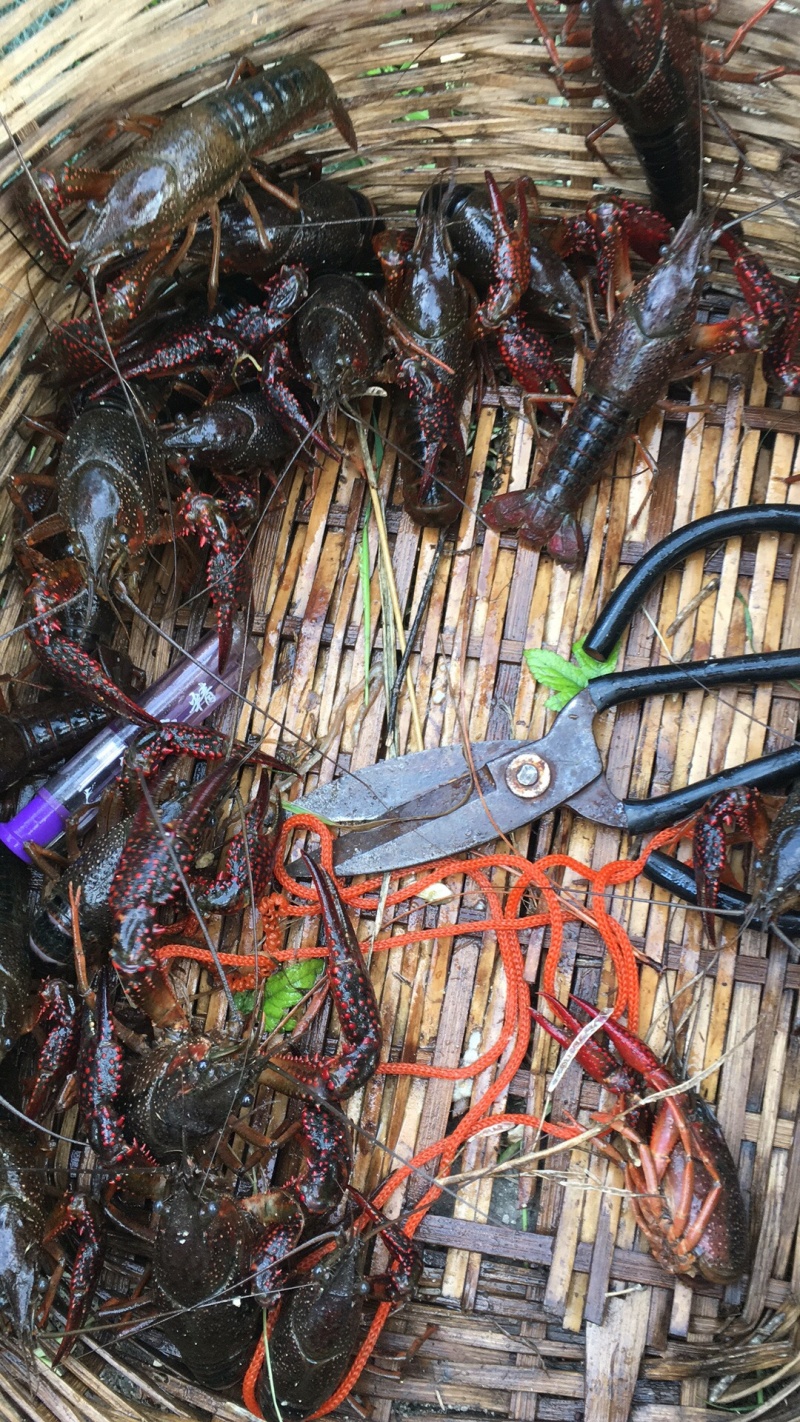 龙虾，自家养殖的龙虾，