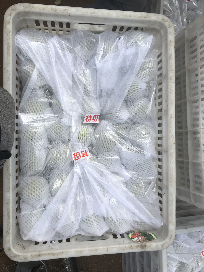 下雪梨二两起步个头大颜色