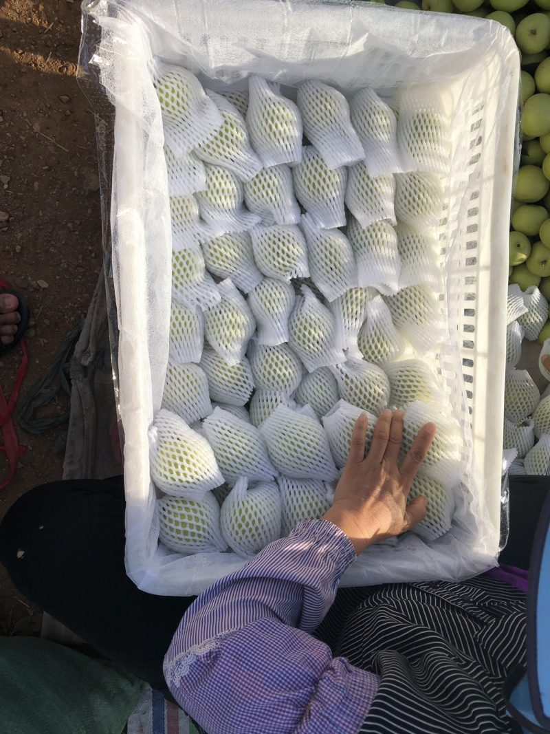 下雪梨二两起步个头大颜色