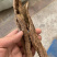 地骨皮