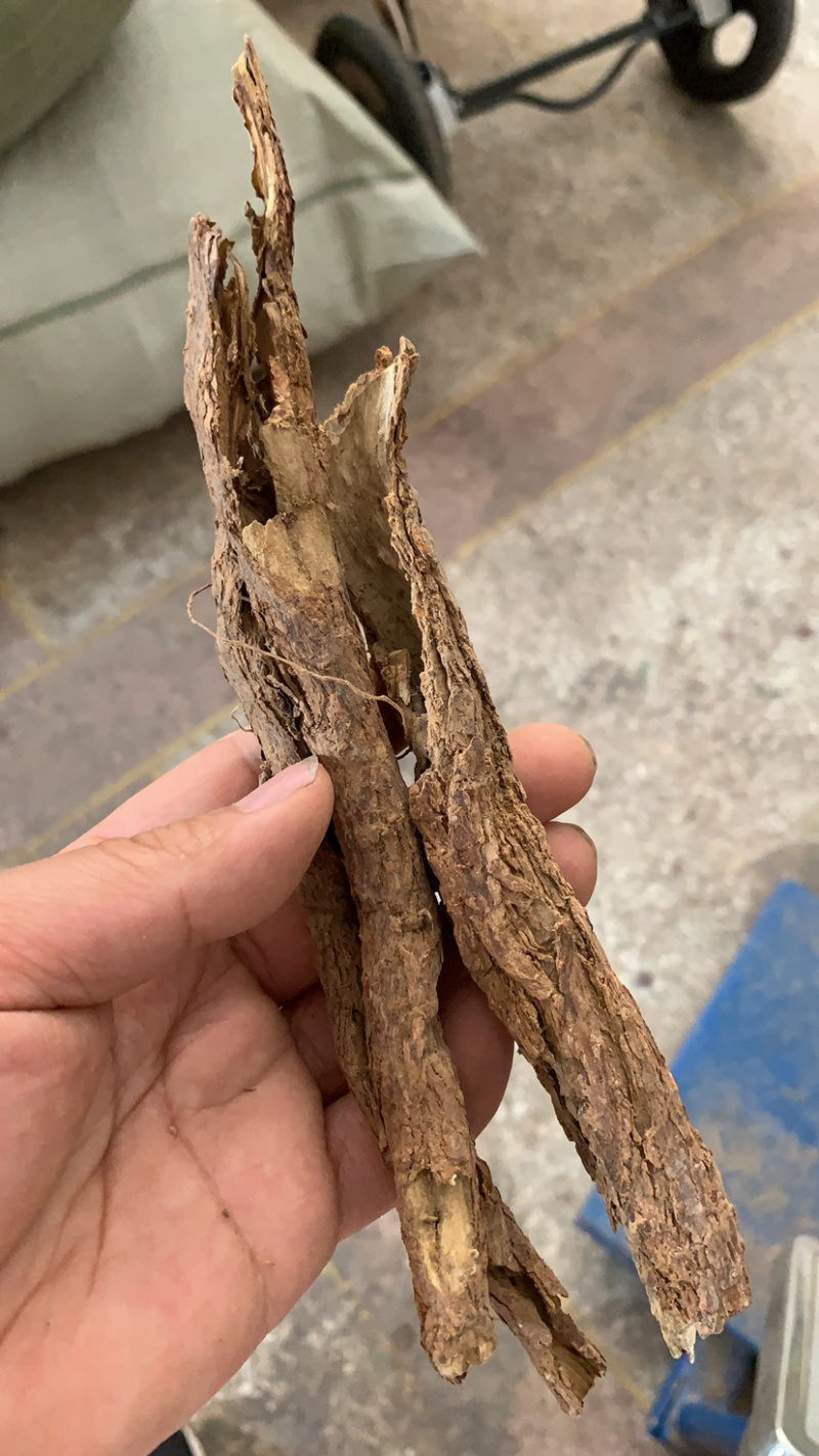 地骨皮