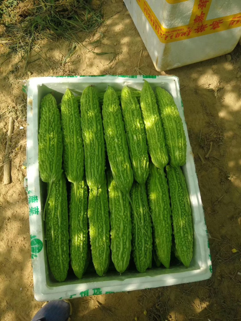 苦瓜苗高产量基地直供量大从优