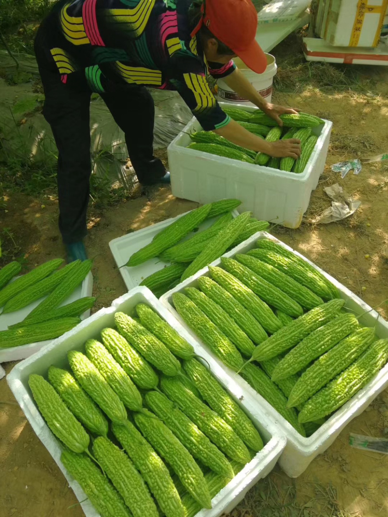 苦瓜苗高产量基地直供量大从优