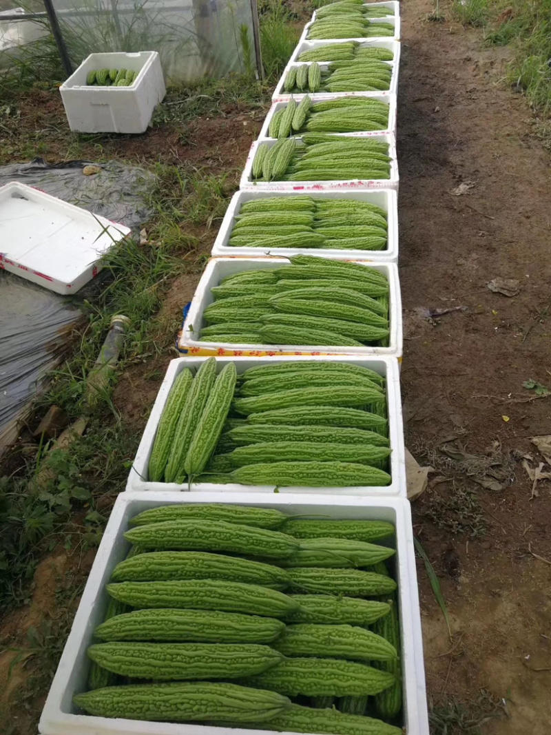 苦瓜苗高产量基地直供量大从优