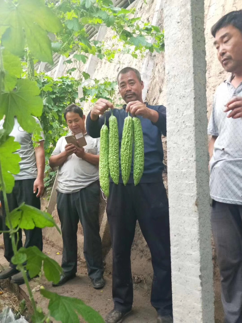 苦瓜苗高产量基地直供量大从优
