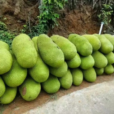 海南黄肉菠萝蜜每天采摘供应