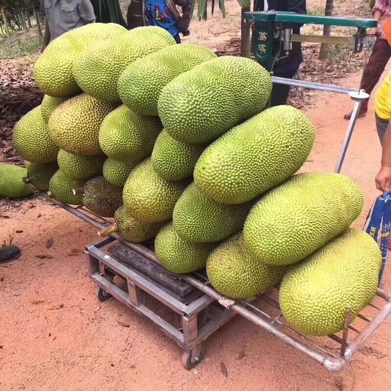 海南黄肉菠萝蜜每天采摘供应