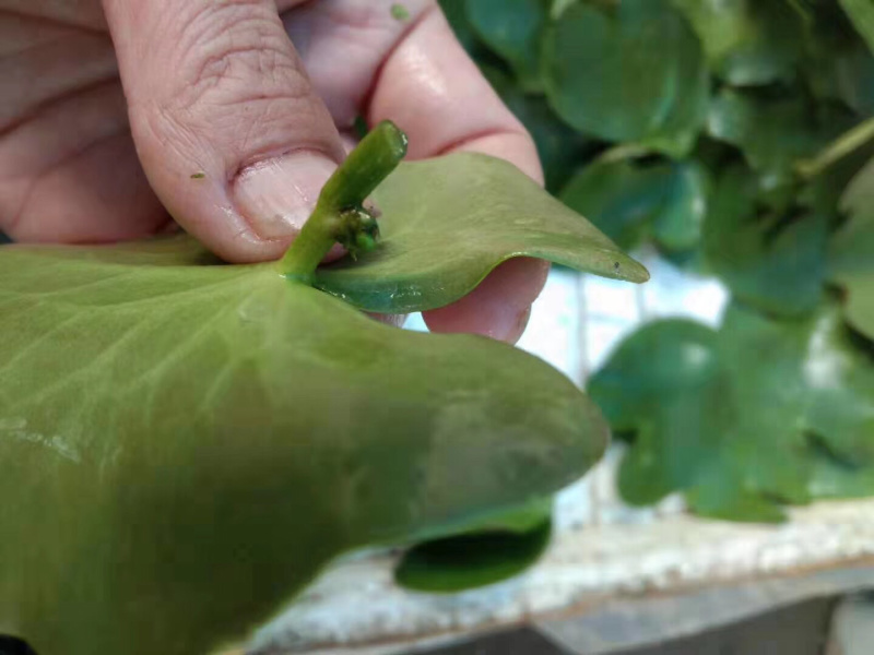 一叶莲一叶莲基地批发直销睡莲水生植物基地