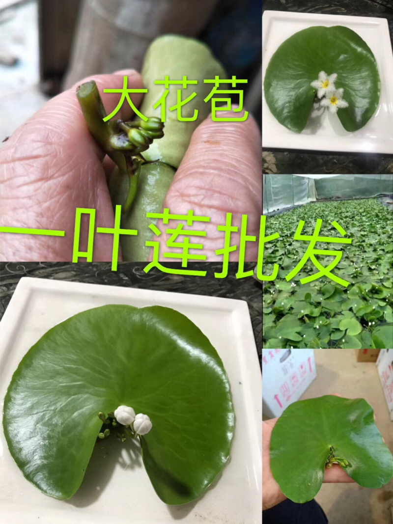 一叶莲一叶莲基地批发直销睡莲水生植物基地